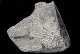 Polished Dinosaur Bone (Gembone) Section - Colorado #73002-2